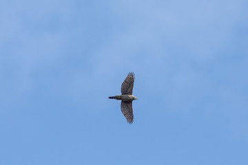 The young female Northern goshawk in the sky
