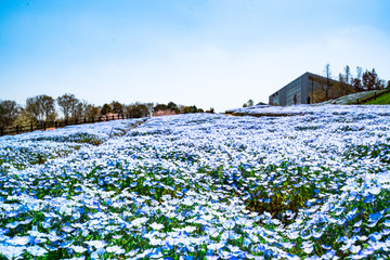 農業公園のネモフィラ