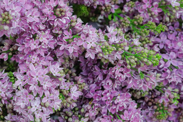 A bouquet of lilac flowers