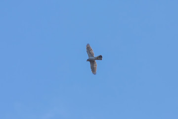 The adult male Northern goshawk in the sky