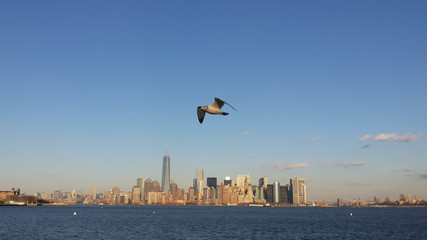 Fototapeta na wymiar Seagull flying over New York city