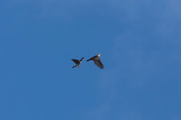 Adult male and young female Northern goshawk
