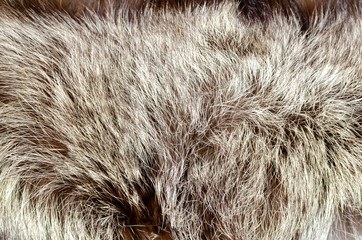 Abstract background of warm gray-brown fur closeup