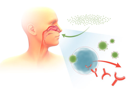 3d illustration depicting the mechanism of allergy in the respiratory system and orl. Pollen effect and allergic reaction. Outline image on white background.

