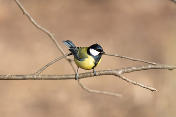 The great tit sitting on the branch