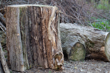 Fototapeta premium big stump stands on the street