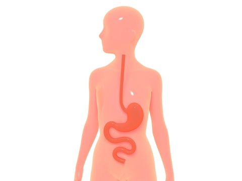 3D illustration of digestive system highlighting the stomach, in a simplified human body. Viewed from the side, image isolated on white background with bright colors.