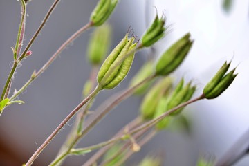 Grüne geschlossene Blumenblüten 