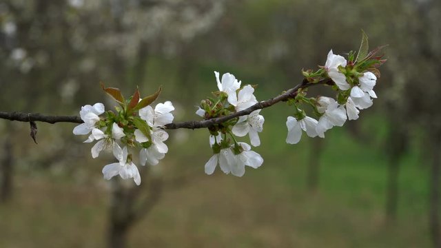 Cherry blossoms in slight breeze - (4K)