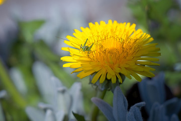 A small blacksmith who sits on a dandelion flower
