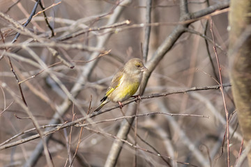 The male European greenfinch on the branch