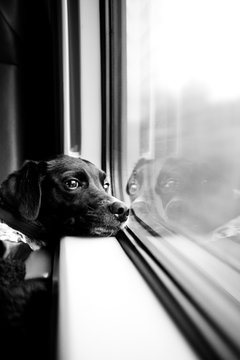 Dog Looking Trough Window