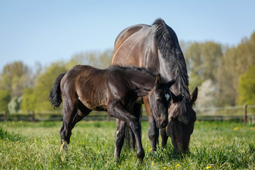 Schwarzes Fohlen auf der Weide