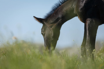 Schwarzes Fohlen auf der Weide