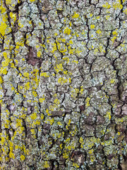 Pine tree background texture forest.