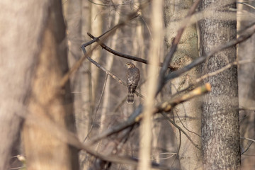 The Eurasian sparrowhawk is sitting on the branch