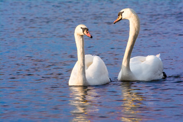 Beautiful Picture of two white swans in love swiming on the lake in the spring sunny day before nesting. White swan is symbol of peace, love and fidelity. Example of european nature