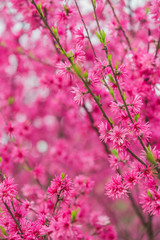 Tender soft flowers. Spring blooming tree branches. Beautiful pink fluffy petals. Loropetalum flowers. Bright red floral background.
