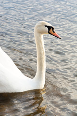 Closeup Profile portrait of white swan and blue water on a sunny day with sunset light. Wildlife Background