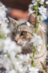 Portrait of an adorable tabby mix breed cat outside