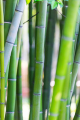 Bamboo background. Green bamboo stems on soft blurred background. Juicy green plants. Beautiful natural botanical photography