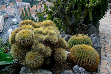 Visit the exotic garden of Monaco where there are huge collections of cacti and succulents