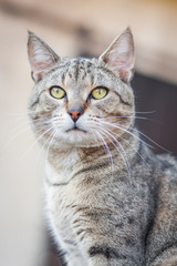Portrait of an adorable tabby mix breed cat outside