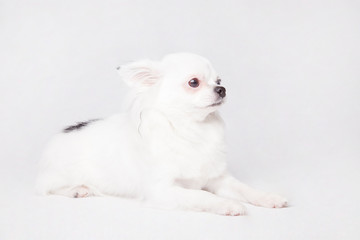 Beautiful long hair Chihuahua teacup posing, isolated on a white background.