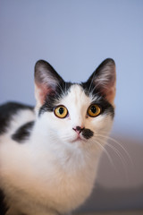 Portrait of a black and white mix breed young cat sitting