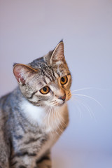 Portrait of an adorable tabby mix breed cat inside