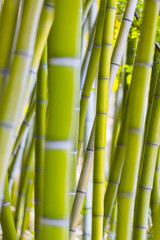 Bamboo background. Light green bamboo stems on soft blurred background. Juicy green plants. Beautiful natural botanical photography