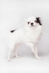 Beautiful long hair Chihuahua teacup posing, isolated on a white background.