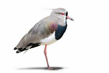 Southern lapwing bird isolated on white background  (Vanellus chilensis)