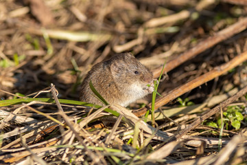The wild mouse is eating grass on the ground