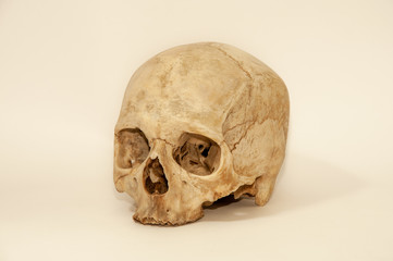human skull on a white background