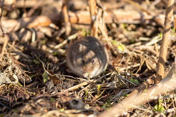 The wild mouse is eating grass on the ground