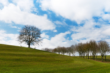 Early spring landscape in sunny day with a field of green winter wheat seedlings and trees. Nature background.