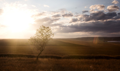 Fototapeta na wymiar Landscape. Lonely tree in the sun. There are clouds in the sky.
