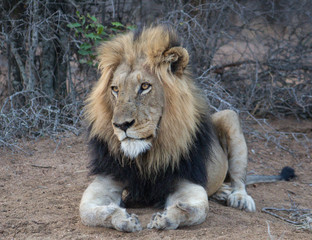 Fototapeta na wymiar A big Male Lion observing his surroundings. Male Lions can often be found solitary especially when patrolling their territory being on the lookout for any intruding males.