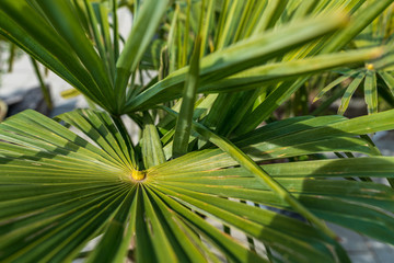 Closeup of a sapling Chamaerops humilis. A species of evergreen plant.