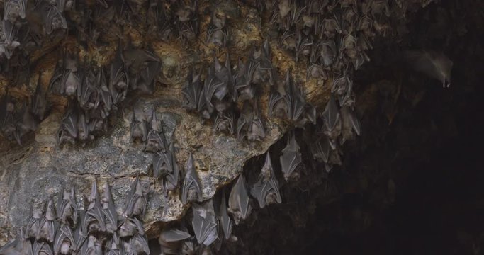 Nice pan across a large colony of fruit bats inside a cave. The flying foxes hang from the ceiling upside down during the daytime