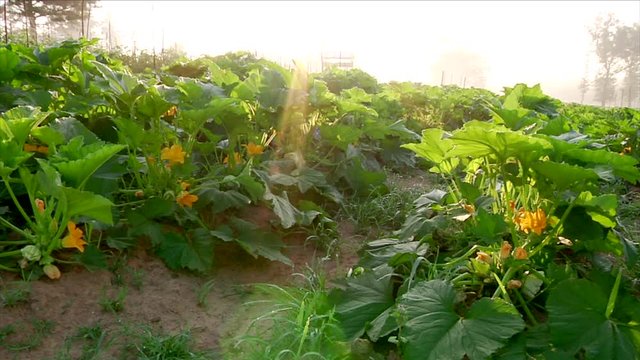 Squash Feild Morning Flare