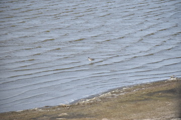 Shorebird wading