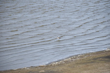 Shorebird wading