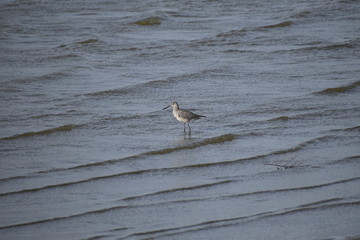 Willet walking in the waves