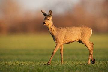 Curious roe deer, capreolus capreolus, doe walking on muddy green field in soft morning light at sunrise. Cute wild mammal with brown fur in fresh vivid nature.