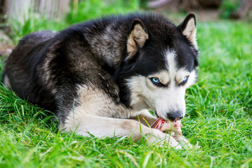 Black and white Siberian husky eats bone on meadow. Dog breed Siberian Husky on the green grass
