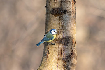 The blue tit is drinking tree juice