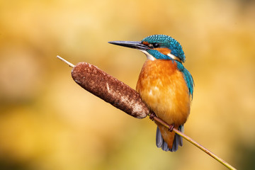 Calm male common kingfisher, alcedo atthis, sitting still on bulrush reed on a sunny day....