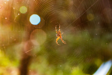 a spider sits in the center of its round web in the sunshine in the forest